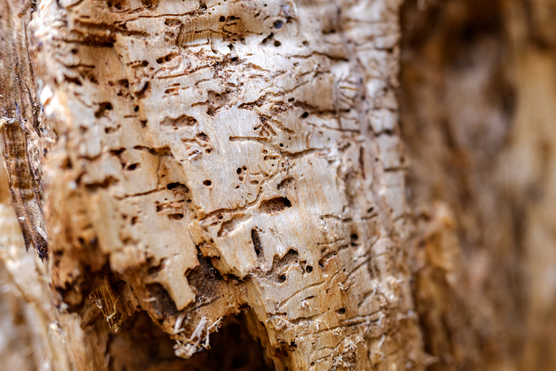Detail of the inside of a tree trunk eaten by termites and worms.